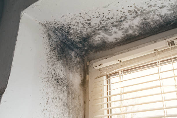 Affordable Mold Remediation solutions in New Columbia, PA